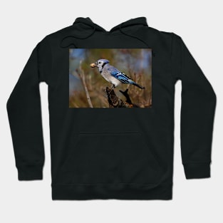 Blue Jay Hoodie